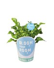 Grünpflanzen im Angebot bei Lidl in Halle Grünpflanzen Angebote von Bloom your room bei Lidl Halle für 3,99 €