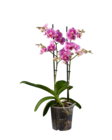 Aktuelle Zimmerpflanzen Angebote bei Lidl in Hamburg Aktuelles Phalaenopsis Multiflora Angebot bei Lidl in Hamburg ab 7,99 €