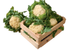 Blumenkohl Angebote bei tegut Kassel für 1,49 €