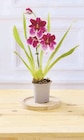 Orchidée 1 tige - Super U à Bourges Orchidée 1 tige en promo chez Super U Bourges à 5,99 €