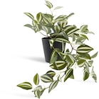 JYSK Kunstpflanze ASGAR H48cm grün im Angebot bei JYSK in Kirchheim JYSK Kunstpflanze ASGAR H48cm grün Angebote von JYSK bei JYSK Kirchheim für 10,00 €