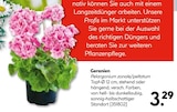 Aktuelle Geranien Angebote bei Hellweg in Osnabrück Aktuelles Geranien Angebot bei Hellweg in Osnabrück ab 3,29 €