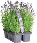 Aktuelle Lavendel Angebote bei Globus-Baumarkt in Frankfurt (Main) Aktuelles Lavendel Angebot bei Globus-Baumarkt in Frankfurt (Main) ab 7,99 €