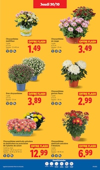 Promotion Plante Verte dans le prospectus Lidl, valable du 30/10/2025 au 05/11/2025 Promo Plante Verte dans le catalogue Lidl du moment à la page 33