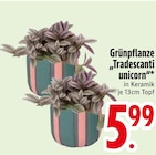 Grünpflanze 'Tradescanti unicorn' von  im aktuellen EDEKA Prospekt für 5,99 €