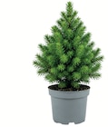 Zuckerhut-Fichte 11cm Topf im Angebot bei Wreesmann in Zwickau Zuckerhut-Fichte 11cm Topf Angebote bei Wreesmann Zwickau für 1,99 €