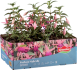 Barquette de 6 fuchsias - Lidl à Noisy-le-Grand Barquette de 6 fuchsias en promo chez Lidl Noisy-le-Grand à 4,19 €
