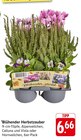 Blühender Herbstzauber im Angebot bei EDEKA in Pirmasens Blühender Herbstzauber Angebote bei EDEKA Pirmasens für 6,66 €