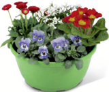 Frühlingsschale im Angebot bei toom Baumarkt in Mainz Frühlingsschale Angebote bei toom Baumarkt Mainz für 9,99 €