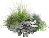 Hagebaumarkt Ettlingen - Herbstpflanzen Me-Tallica Angebot im Prospekt Herbstpflanzen Me-Tallica bei Hagebaumarkt im Ettlingen Prospekt für 3,99 €