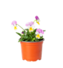 Aktuelles Hornveilchen Angebot bei Blumen Ostmann in Bremen ab 0,69 €
