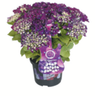 Aktuelles Hortensie "Music Collection" Angebot bei toom Baumarkt in Halle (Saale) ab 25,99 €