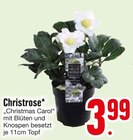 Christrose Angebote bei EDEKA Dachau für 3,99 €