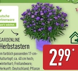 Herbstastern von Gardenline im aktuellen ALDI Nord Prospekt