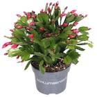Schlumbergera "cactus de Noël" en promo chez Carrefour Schlumbergera "cactus de Noël" dans le catalogue Carrefour