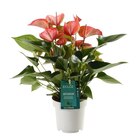 Gamm vert Liesle - Promo Anthurium ECLOZ Promo Anthurium ECLOZ à 8,99 € dans le catalogue Gamm vert à Liesle