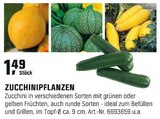 Zucchinipflanzen Angebote bei OBI Erfurt für 1,49 €