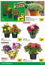 Hortensie im Hagebaumarkt Prospekt in Erftstadt Aktueller Hagebaumarkt Prospekt mit Hortensie, "SO günstig geht das!", Seite 2