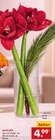 Amaryllis im aktuellen Netto Marken-Discount Prospekt für 4,99 €