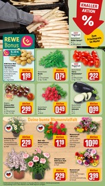 Ähnliche Buchsbaum Angebote im Prospekt "Dein Markt" von REWE in Halle Ähnliche Angebote wie Buchsbaum im Prospekt "Dein Markt" auf Seite 7 von REWE in Halle