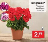 Edelgeranie Angebote bei Zimmermann Gifhorn für 2,99 €