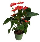 Promo Anthurium Royal Red à 9,99 € dans le catalogue Carrefour à Toulon