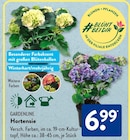 Aktuelles Hortensie Angebot bei ALDI SÜD in Heilbronn ab 6,99 €