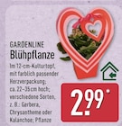 Aktuelles Blühpflanze Angebot bei ALDI Nord in Bremen ab 2,99 €