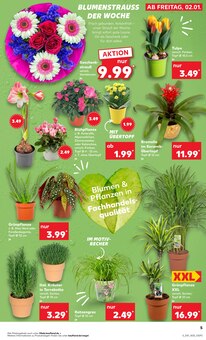 Tulpen im Kaufland Prospekt "Aktuelle Angebote" mit 59 Seiten (Freiburg (Breisgau))