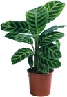 Aktuelle Pflanzen Angebote bei Penny in Jena Aktuelles Korbmarante Angebot bei Penny in Jena ab 3,99 €