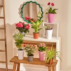 Plante fleurie et plante verte en promo chez Carrefour Market Saumur à 6,99 €