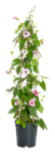 30% RABATT im Blumen Ostmann Prospekt zum Preis von 