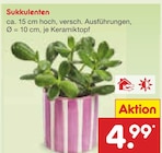 Aktuelle Pflanzen Angebote bei Netto Marken-Discount in Krefeld Aktuelles Sukkulenten Angebot bei Netto Marken-Discount in Krefeld ab 4,99 €