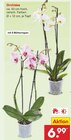 Aktuelle Zimmerpflanzen Angebote bei Netto Marken-Discount in Stuttgart Aktuelles Orchidee Angebot bei Netto Marken-Discount in Stuttgart ab 6,99 €