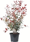 Photinia red robin en promo chez Botanic Mulhouse à 18,50 €