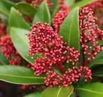 Blütenskimmie im Pflanzen Kölle Prospekt Blütenskimmie von Kölle im aktuellen Pflanzen Kölle Prospekt für 8,99 €