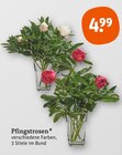 Pfingstrose im tegut Prospekt Pfingstrosen im aktuellen tegut Prospekt für 4,99 €