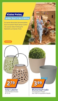 Blumentopf im Action Prospekt "Wochenangebote" mit 33 Seiten (Essen)