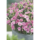 Promo Œillet à 3,99 € dans le catalogue Carrefour à Portet-sur-Garonne