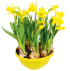 Aktuelles Narzisse 'Tête-à-Tête' Angebot bei toom Baumarkt in Wuppertal ab 0,99 €