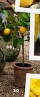Zitronenbaum im Topf von  im aktuellen Höffner Prospekt für 59,90 €