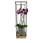 Orchidée déco en promo chez Carrefour Villeurbanne à 13,99 €
