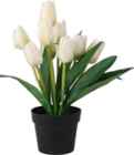 Aktuelle Tulpen Angebote bei Möbel AS in Ludwigshafen (Rhein) Aktuelles Deko Tulpe im Topf Angebot bei Möbel AS in Ludwigshafen (Rhein) ab 6,95 €