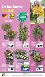 Zimmerpflanzen Angebot im aktuellen Lidl Prospekt auf Seite 4