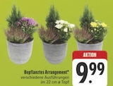 Aktuelles Bepflanztes Arrangement Angebot bei E center in Erlangen ab 9,99 €
