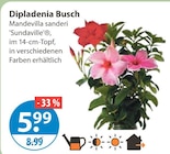 Dipladenia Busch von  im aktuellen V-Markt Prospekt für 5,99 €