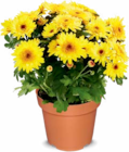 Aktuelle Pflanzen Angebote bei Netto Marken-Discount in Hannover Aktuelles Chrysantheme Angebot bei Netto Marken-Discount in Hannover ab 2,49 €
