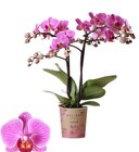 Orchidée - Carrefour à Saint-Étienne Orchidée en promo chez Carrefour Saint-Étienne à 6,99 €