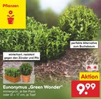 Aktuelle Buchsbaum Angebote bei Netto Marken-Discount in Dresden Aktuelles Eunonymus "Green Wonder" Angebot bei Netto Marken-Discount in Dresden ab 9,99 âŹ