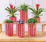 Mixte Plantes en promo chez Super U Perpignan à 16,99 €